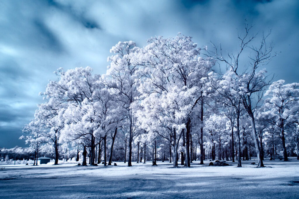 Tree Stand